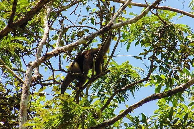 4-Day Adventure in Tortuguero National Park - Naturalist Guides and Activities
