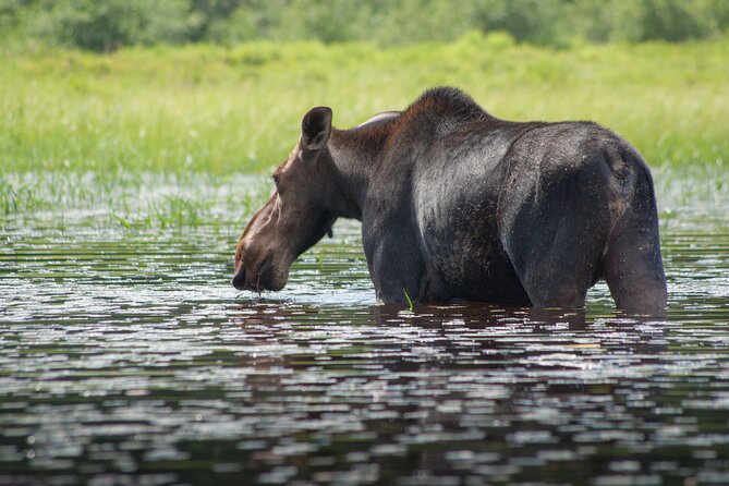 4-Day Algonquin Park Canoe Trip - Wildlife Spotting