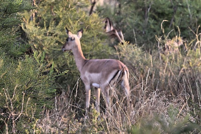 4 Day All Incl. Private Kruger Park Safari and Transfer From Nelspruit - Highlights of the Itinerary
