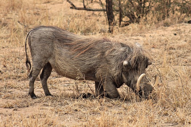 4 Day All Incl. Private Kruger Park Safari and Transfer From Nelspruit - Pickup and Meeting Details