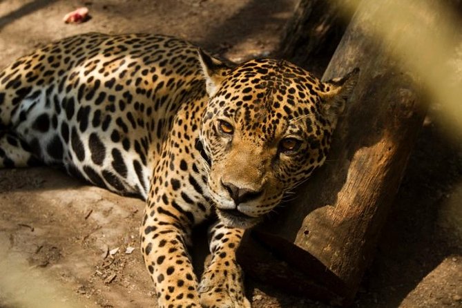 4-Day Amazon Eco-Lodge Tour From Puerto Maldonado - Wildlife Spotting Opportunities