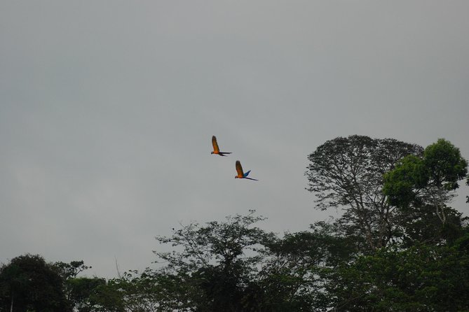 4-Day Amazon Jungle Tour at Eco Amazonia Lodge - Detailed Itinerary
