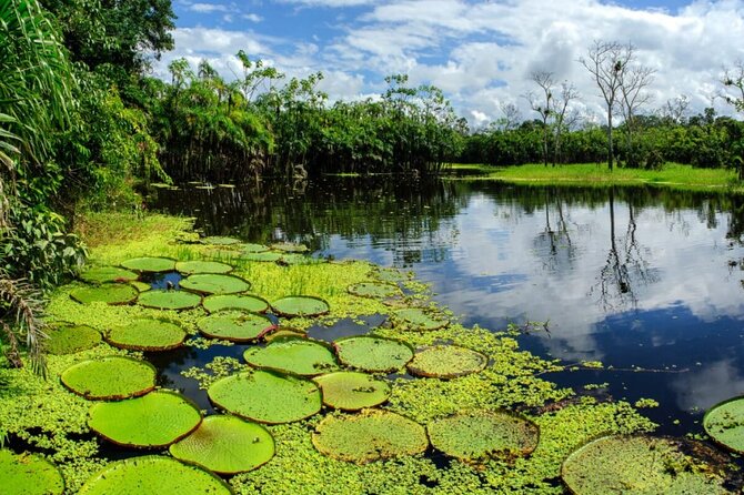 4-Day Amazon Jungle Tour From Iquitos - Health and Accessibility