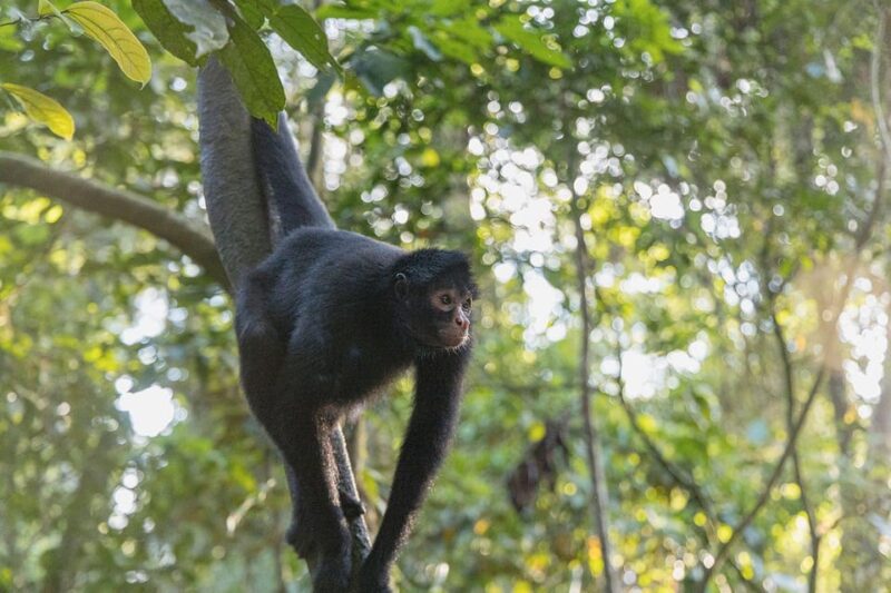 4-Day Amazon Rainforest Adventure - Daily Itinerary
