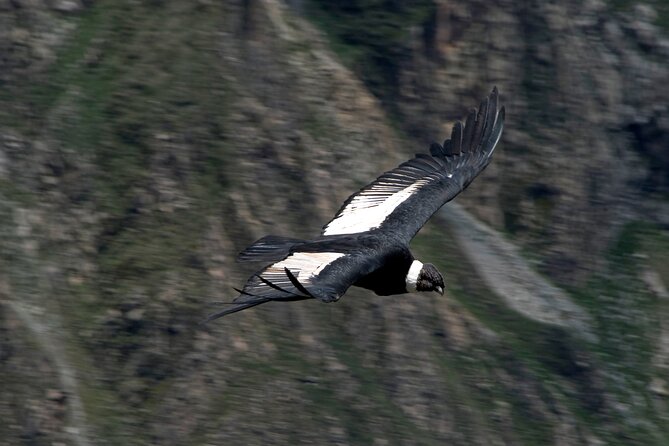 4 Day Arequipa and Colca Canyon Tour - Hiking Through the Stunning Landscapes