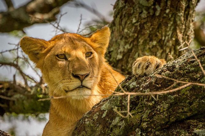 4 Day: Astonishing Group Safari - Included Amenities