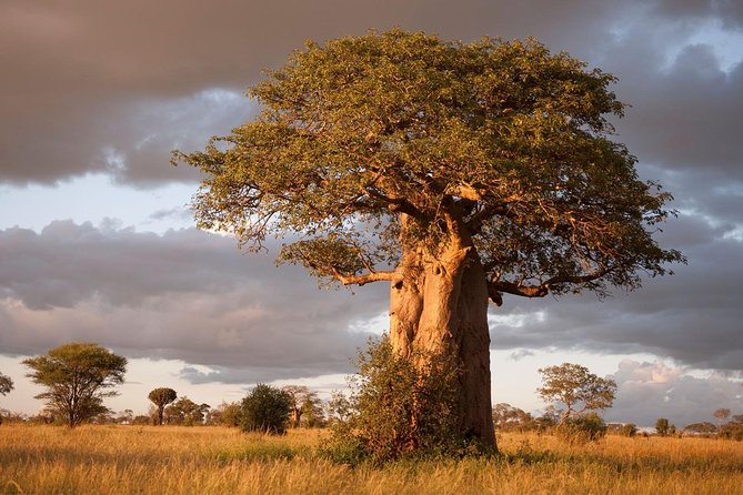 4 Day: Astonishing Group Safari - Meeting and Pickup