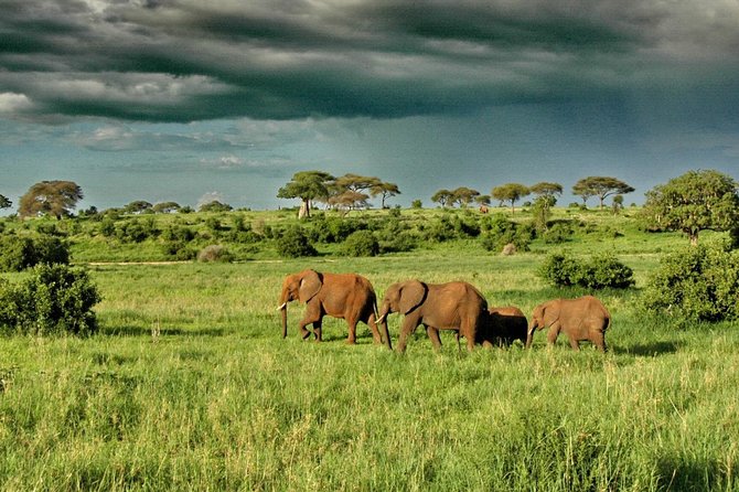 4 Day: Astonishing Group Safari - Safety Considerations
