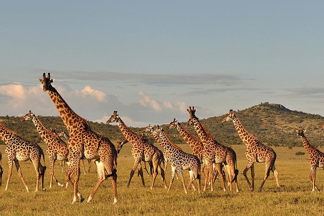 4 Day: Astonishing Group Safari - Customer Testimonials