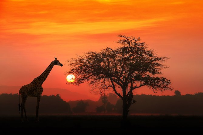 4-Day Basic Safari With Serengeti, Ngorongoro, & Tarangire - Safari Overview