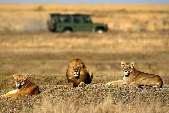 4-Day Basic Safari With Serengeti, Ngorongoro, & Tarangire - Health and Safety Requirements