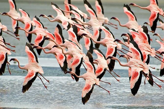 4-Day Basic Safari With Serengeti, Ngorongoro, & Tarangire - Meeting and Pickup Information