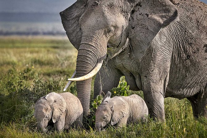 4-Day Basic Safari With Serengeti, Ngorongoro, & Tarangire - Booking Confirmation