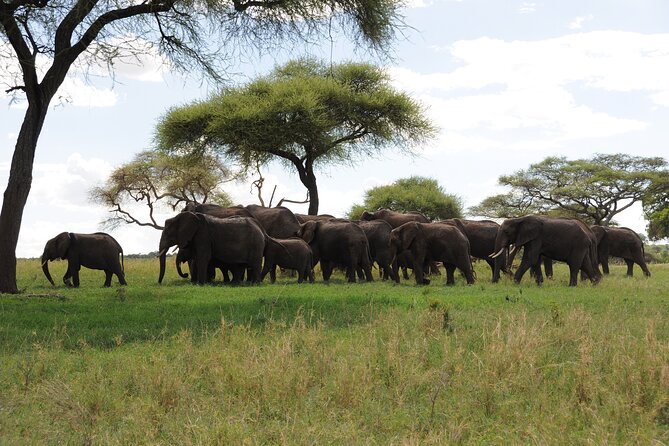 4-Day Basic Safari With Serengeti, Ngorongoro, & Tarangire - Accessibility