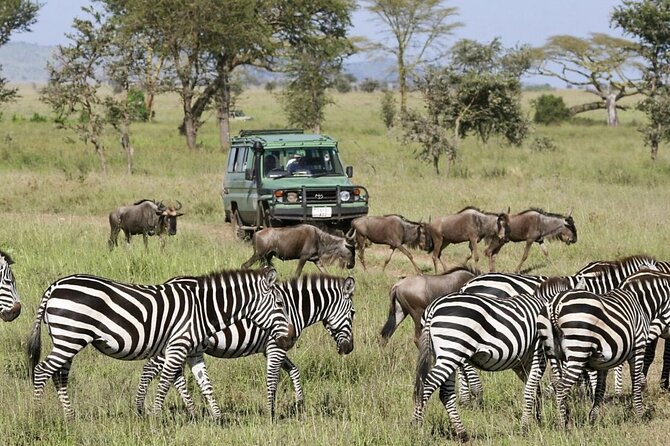 4-Day Budget Tarangire, Serengeti, Ngorongoro Safari Guided Tour - Meeting and Pickup
