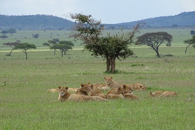 4-Day Camping on the Big Five Private Safari - Additional Information