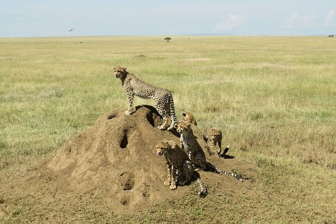 4-Day Camping on the Big Five Private Safari - Cancellation Policy
