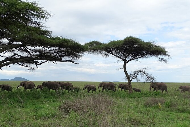 4-Day Camping on the Big Five Private Safari - Wildlife Sightings