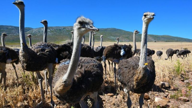 4 Day Cape Town Essential Tour & Big 5 Safari At Inverdoorn - Cape of Good Hope