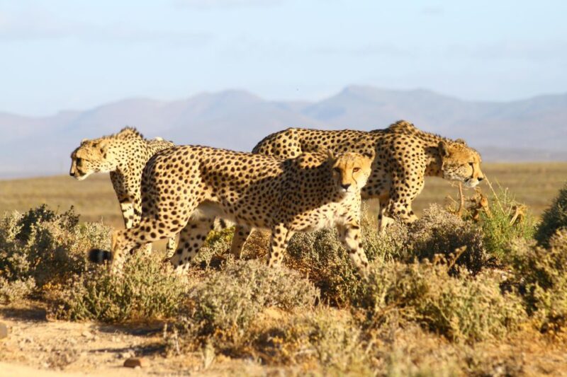 4 Day Cape Town Essential Tour & Big 5 Safari At Inverdoorn - Robben Island and Kirstenbosch