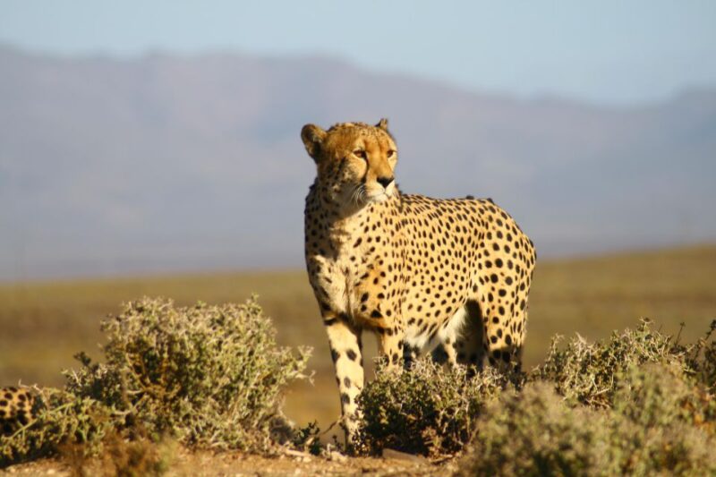 4 Day Cape Town Essential Tour & Big 5 Safari At Inverdoorn - Overnight Safari at Inverdoorn