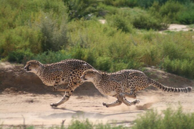 4 Day Cape Town Essential Tour & Big 5 Safari At Inverdoorn - Cape Winelands