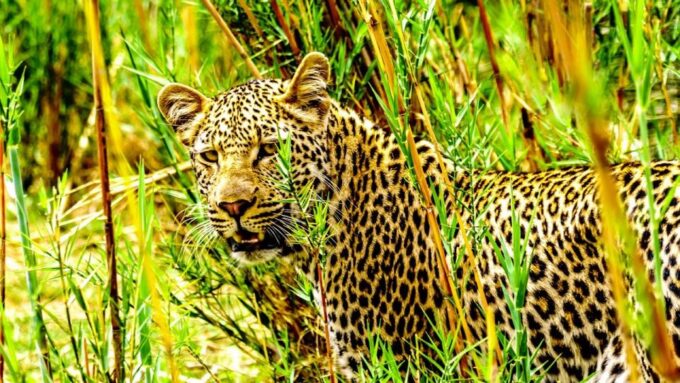 4 Day Cape Town Essential Tour & Big 5 Safari At Inverdoorn - Frequently Asked Questions