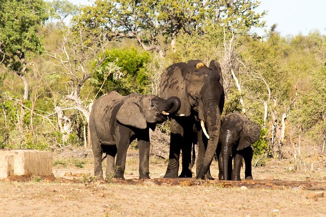 4 Day Classic Kruger National Park Safari - Wildlife Sightings