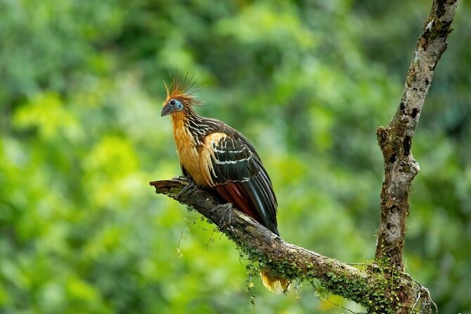 4-Day Cuyabeno Amazon Adventure: Bird Watching, Wildlife, Hiking, Kayaking - Accommodations and Inclusions