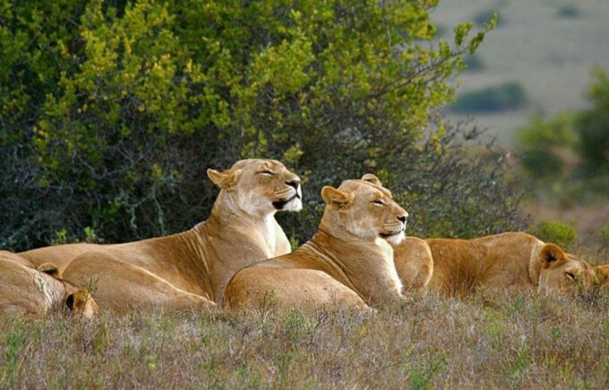 4 Day Drakensberg Tour From Johannesburg - Additional Information