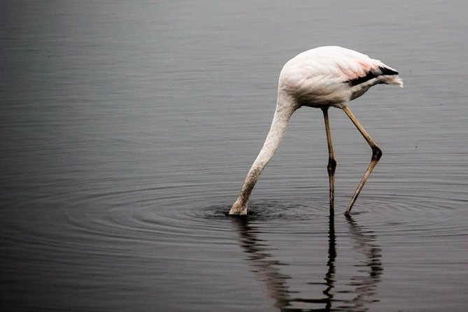 4-Day Etosha and Swakopmund Accommodated Adventure From Windhoek - Cultural Interactions