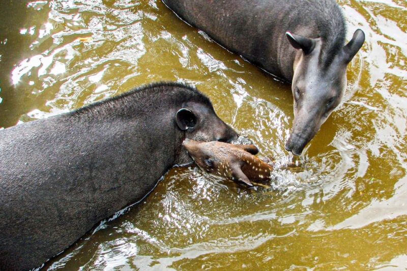 4-Day Excursion to the Manu Cultural Zone - Cultural Insights