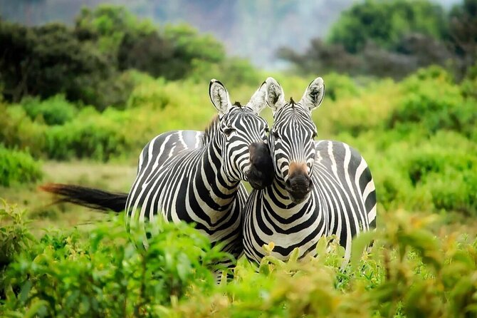 4-Day Fascinating Camping Safari in Tanzania - Traveler Information