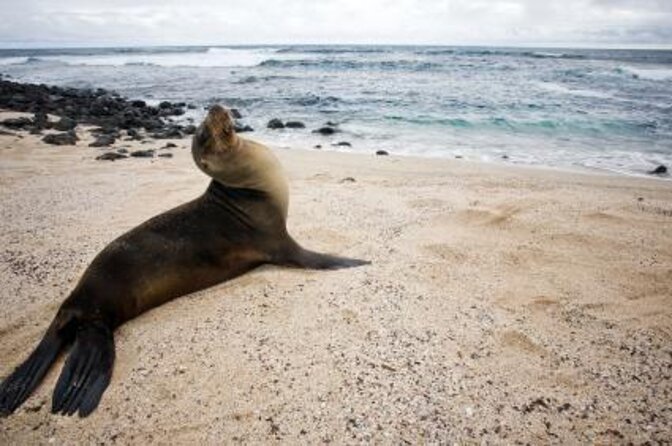 4-Day Galapagos Classic Tour: Santa Cruz, Bartolome or Seymour - Key Points
