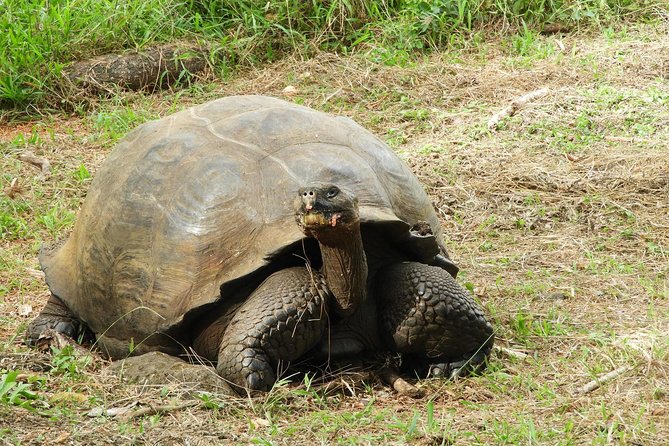 4-Day Galapagos Classic Tour: Santa Cruz, Bartolome or Seymour - Accommodation and Inclusions