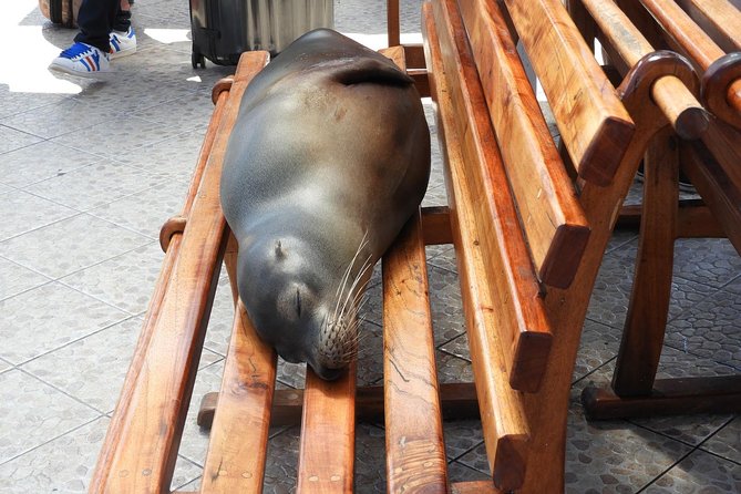 4-Day Galapagos Classic Tour: Santa Cruz, Bartolome or Seymour - Transportation and Pickup