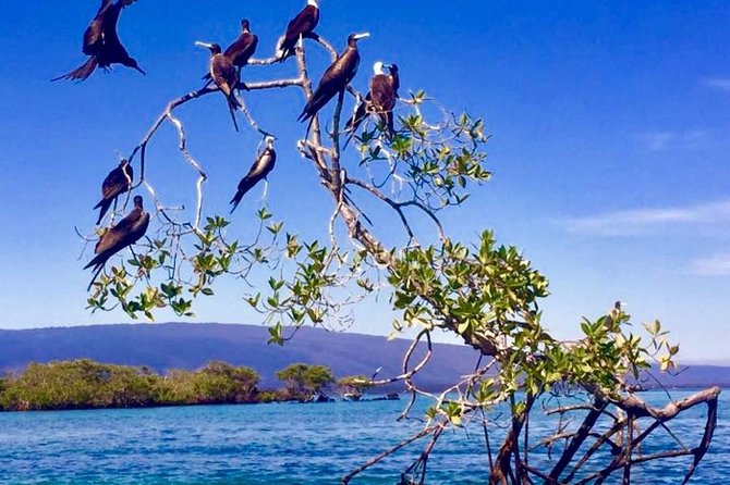 4-Day Galapagos Island Hopping Tour in Santa Cruz - Inclusions and Itinerary