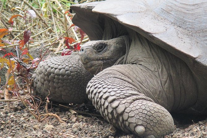 4-Day Galapagos Island Hopping Tour in Santa Cruz - Unique Ecology and Wildlife