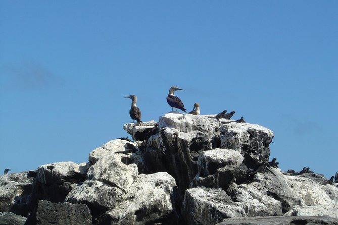 4-Day Galapagos Islands Express Tour - Exploring the Galapagos Highlights
