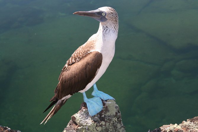 4-Day Galapagos Land Tour Visiting Isabela and Santa Cruz - Important Information