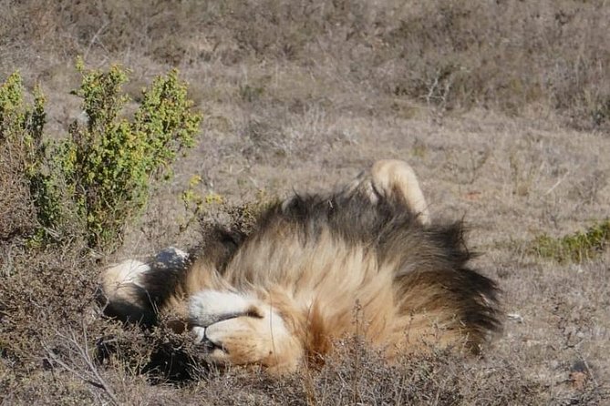 4 Day Garden Route Adventure & Safari - Dining Experiences