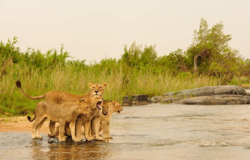 4 Day Garden Route Tour From Cape Town + Addo National Park - Plettenberg Bay Beaches