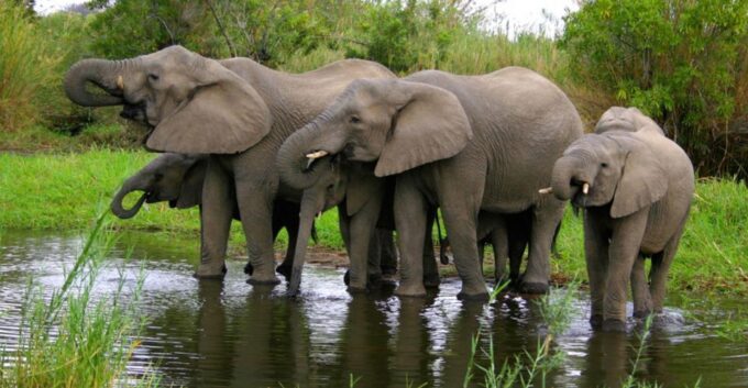 4 Day Garden Route Tour From Cape Town + Addo National Park - Frequently Asked Questions