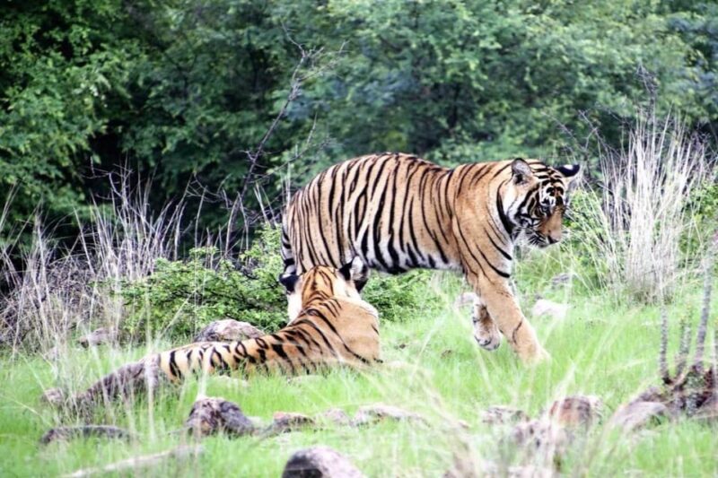 4 Day Golden Triangle & Ranthambore Safari From Delhi - Languages and Pickup Details