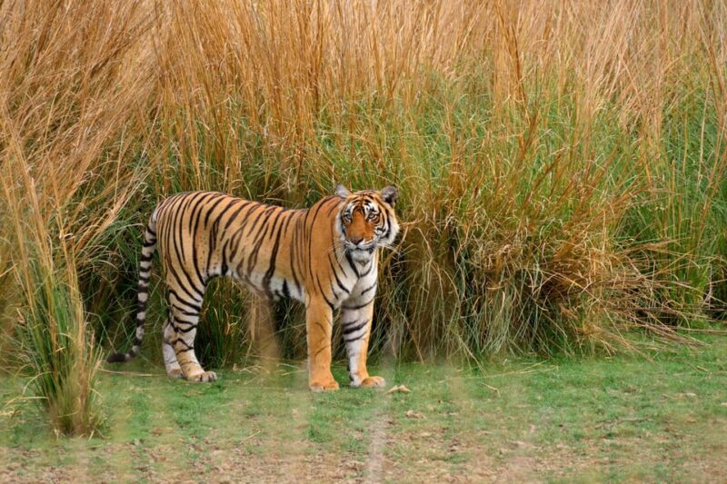 4-Day Golden Triangle & Ranthambore Tiger Safari From Delhi - Key Points