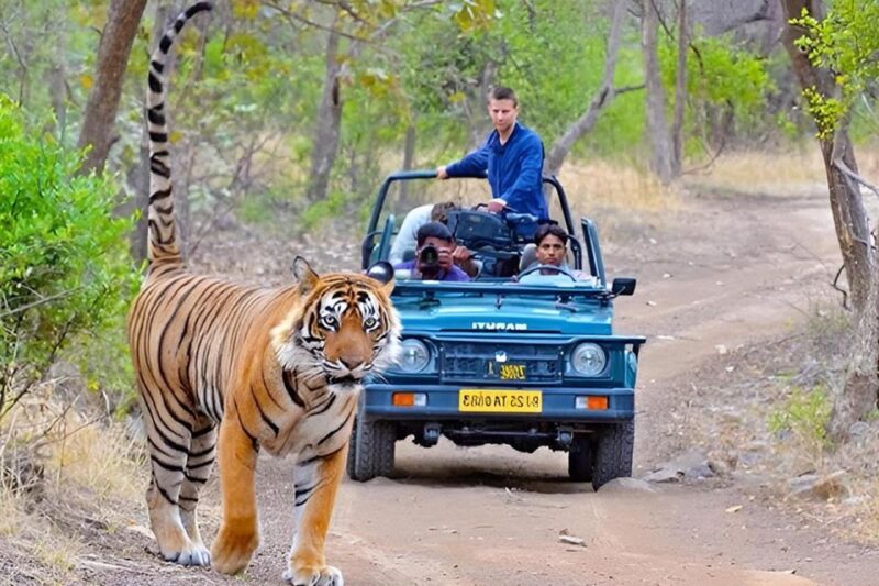 4-Day Golden Triangle & Ranthambore Tiger Safari From Delhi - Key Points