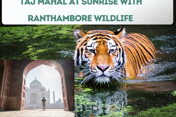 4 Day Golden Triangle Tour With Ranthambore Tiger Safari India - Jungle Safari in Ranthambore