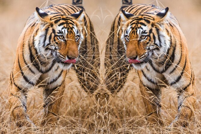 4 Day Golden Triangle With Ranthambore Tiger Safari From Delhi - Pickup and Accessibility