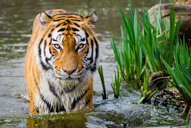 4 Day Golden Triangle With Ranthambore Tiger Safari Tour From Delhi - Tour Activities