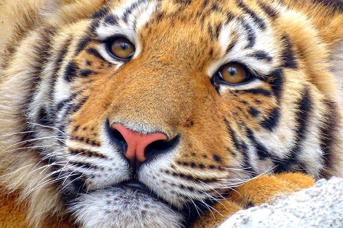 4 Day Golden Triangle With Ranthambore Tiger Safari Tour From Delhi - Pickup and Logistics